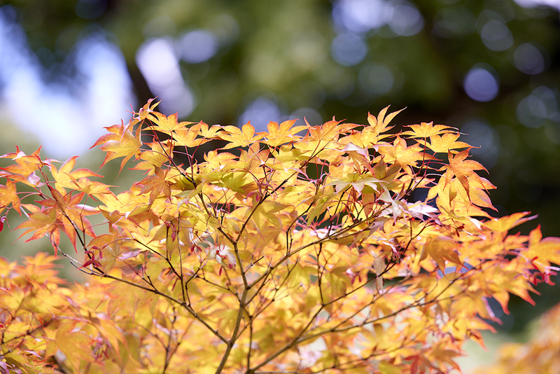 Autunno sull'altopiano di Seefeld