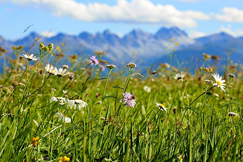 Natur in der Region Seefeld - Das Hotel Eden