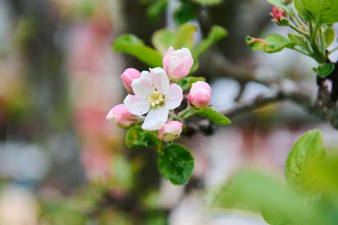 Apple tree at The Hotel Eden