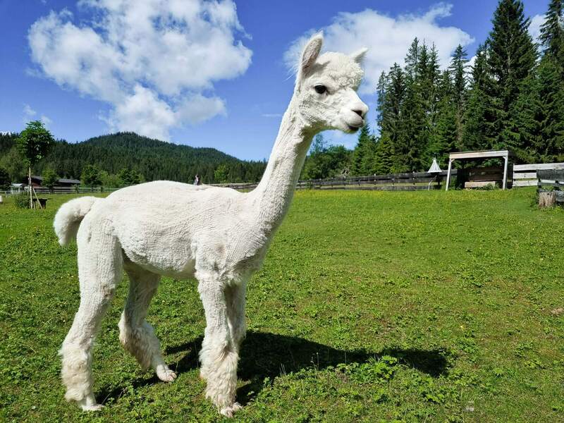 Alpaca hike in Seefeld